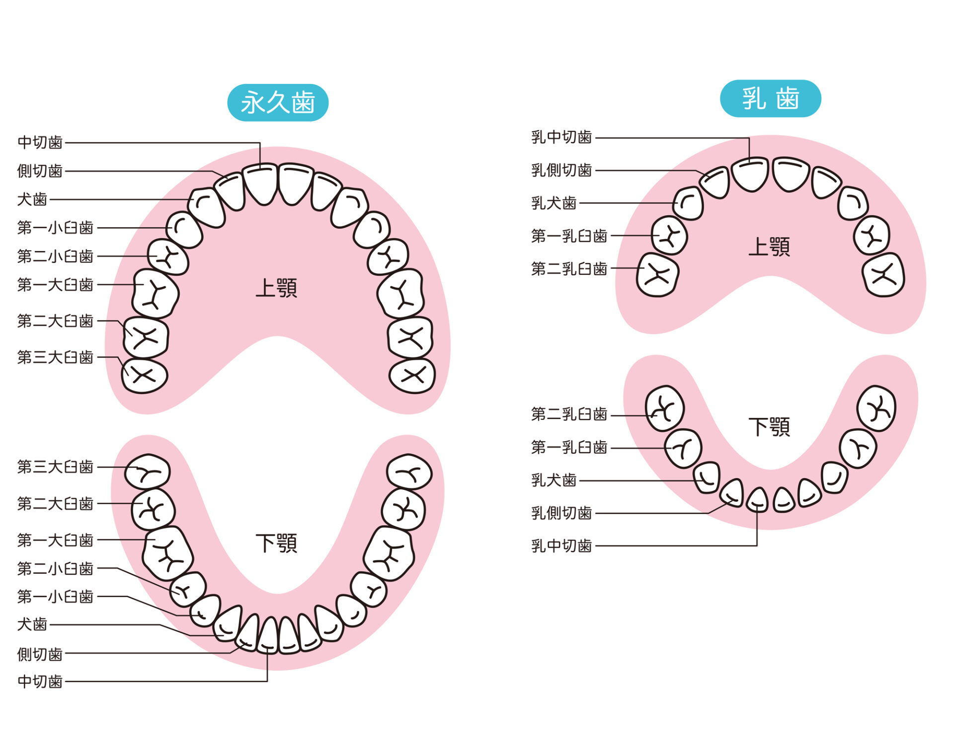 子供の歯の生え変わりの順番は？生え変わりの時に注意すべきこと | 北戸田COCO歯科｜戸田市・北戸田市の歯医者